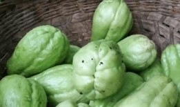 加油站免费吃瓜,免费吃瓜活动来袭！